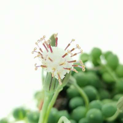Senecio rowleyanus (Pianta del rosario) - Giromagi