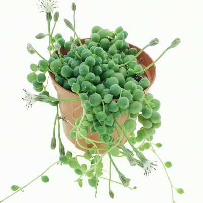 Senecio rowleyanus (Pianta del rosario) - Giromagi