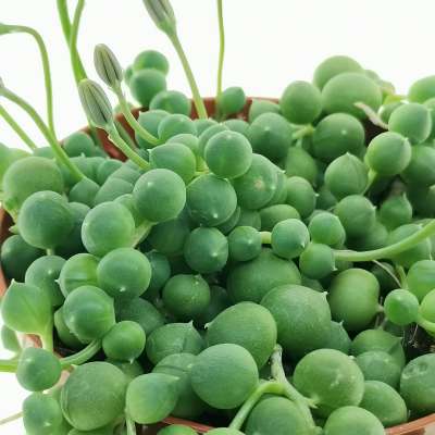 Senecio rowleyanus (Pianta del rosario) - Giromagi