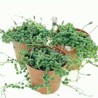 Senecio rowleyanus (Pianta del rosario) - Giromagi
