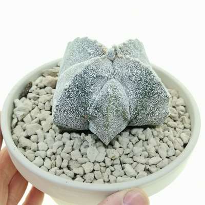 Astrophytum myriostigma cv. fukuryu (Type A) quadricostatum