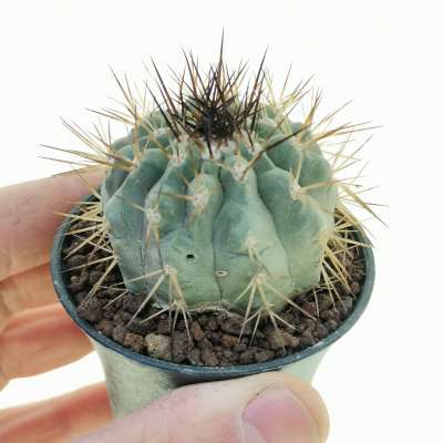 Copiapoa cinerea ssp. columna-alba (Own roots) - Giromagi