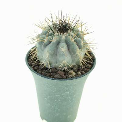 Copiapoa cinerea ssp. columna-alba (Own roots) - Giromagi