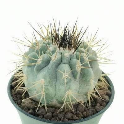 Copiapoa cinerea ssp. columna-alba (Own roots) - Giromagi