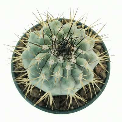 Copiapoa cinerea ssp. columna-alba (Own roots) - Giromagi