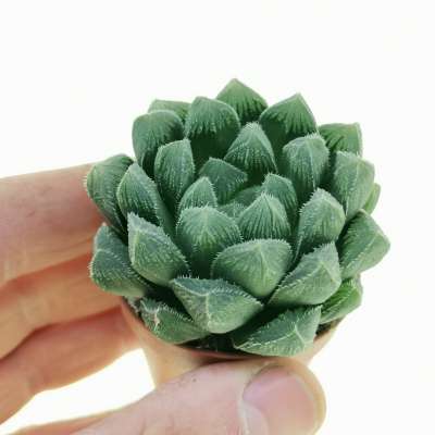Haworthia cooperi