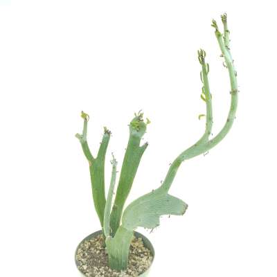 Senecio anteuphorbium f. crestata - Giromagi