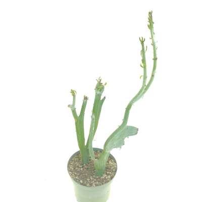 Senecio anteuphorbium f. crestata - Giromagi