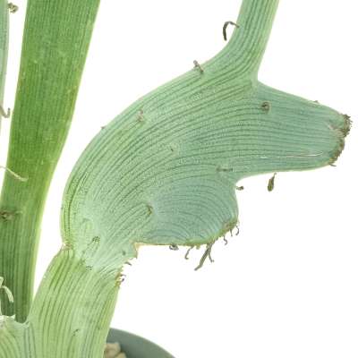 Senecio anteuphorbium f. crestata - Giromagi