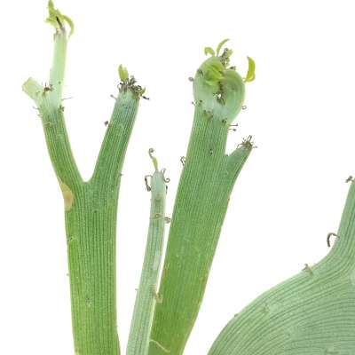 Senecio anteuphorbium f. crestata - Giromagi