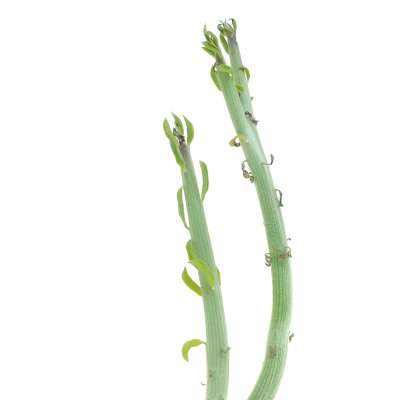 Senecio anteuphorbium f. crestata - Giromagi