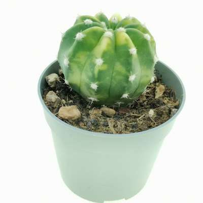 Echinopsis subdenudata f. variegata - Giromagi