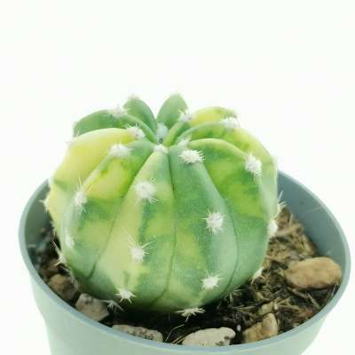 Echinopsis subdenudata f. variegata - Giromagi