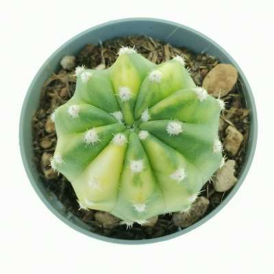 Echinopsis subdenudata f. variegata - Giromagi