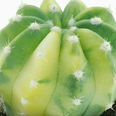 Echinopsis subdenudata f. variegata - Giromagi
