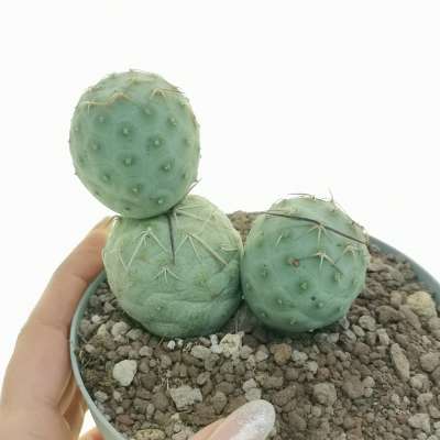 Tephrocactus geometricus