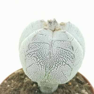 Astrophytum myriostigma cv. Onzuka var. quadricostatum v-type - Giromagi