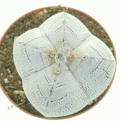 Astrophytum myriostigma cv. Onzuka var. quadricostatum v-type - Giromagi