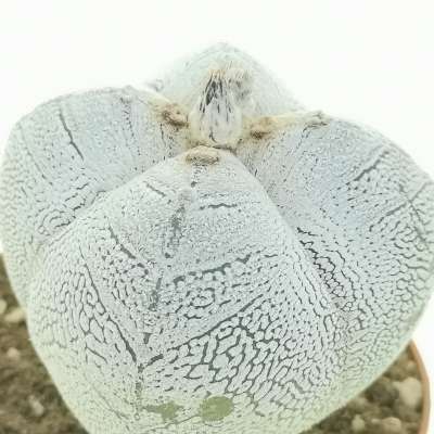 Astrophytum myriostigma cv. Onzuka var. quadricostatum v-type - Giromagi