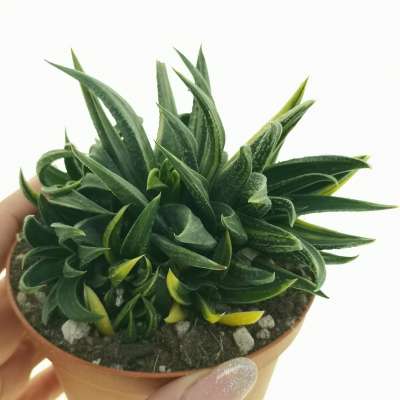 Haworthia herbacea f. variegata