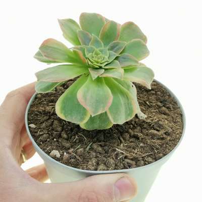 Aeonium halloween f. variegata