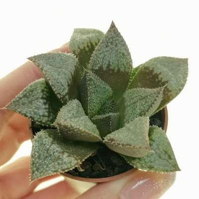 Haworthia splendens hybrid