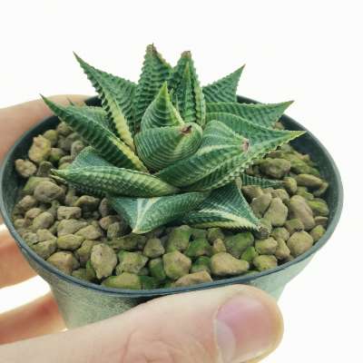 Haworthia limifolia f. spiralis variegata