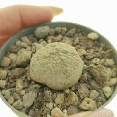 Pseudolithos migiurtinus