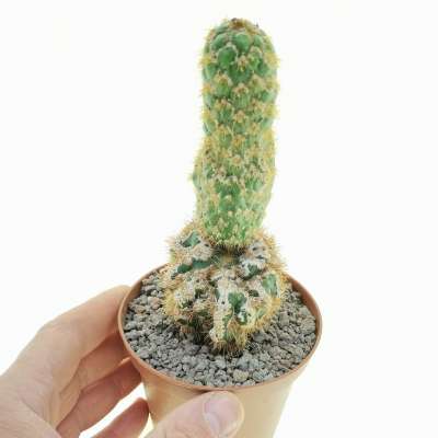 Trichocereus spachianus f. supermostruosa (Own Roots)