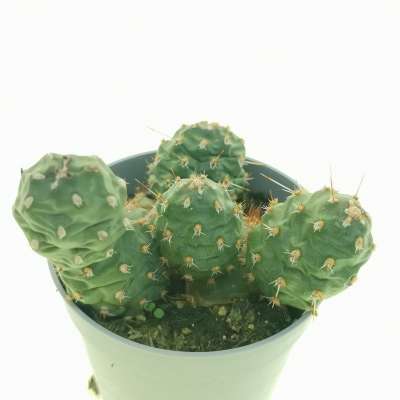 Opuntia fragilis var. denudata (Potato Cactus) - Giromagi