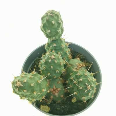 Opuntia fragilis var. denudata (Potato Cactus) - Giromagi