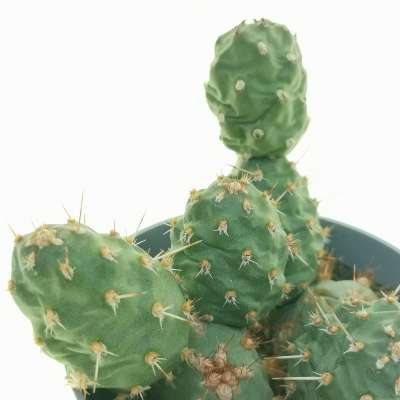 Opuntia fragilis var. denudata (Potato Cactus) - Giromagi
