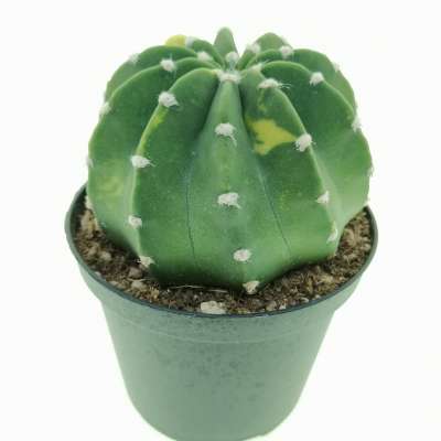Echinopsis subdenudata f. variegata - Giromagi