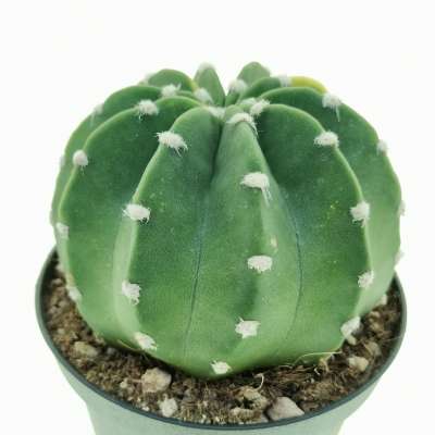Echinopsis subdenudata f. variegata - Giromagi