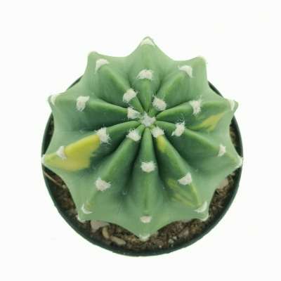 Echinopsis subdenudata f. variegata - Giromagi