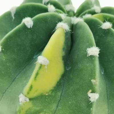 Echinopsis subdenudata f. variegata - Giromagi
