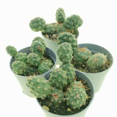 Opuntia fragilis var. denudata (Potato Cactus) - Giromagi