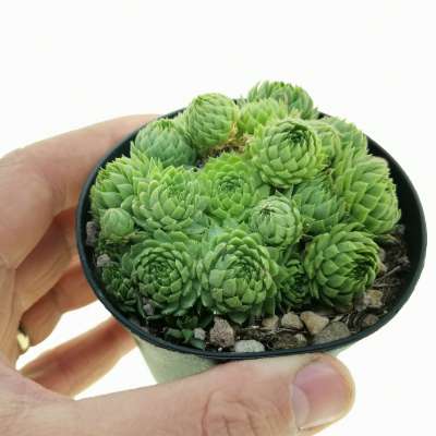 Sempervivum pumilum