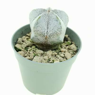Astrophytum myriostigma cv. onzuka V-type White Form - Giromagi