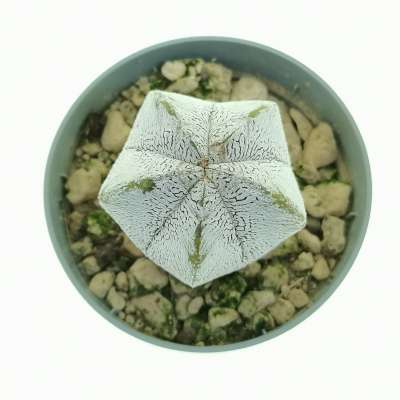 Astrophytum myriostigma cv. onzuka V-type White Form - Giromagi