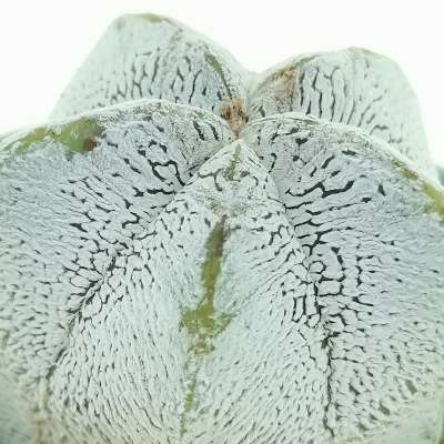 Astrophytum myriostigma cv. onzuka V-type White Form - Giromagi