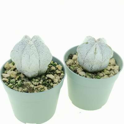 Astrophytum myriostigma cv. onzuka V-type White Form - Giromagi