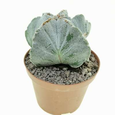 Astrophytum myriostigma cv. Irregular Ribs - Giromagi