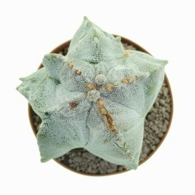 Astrophytum myriostigma cv. Irregular Ribs - Giromagi