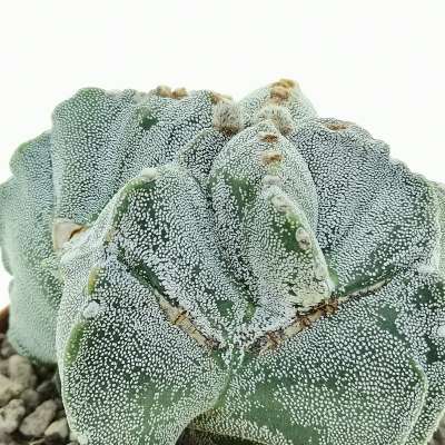 Astrophytum myriostigma cv. Irregular Ribs - Giromagi