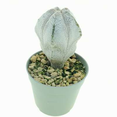 Astrophytum myriostigma cv. Onzuka columnare - Giromagi