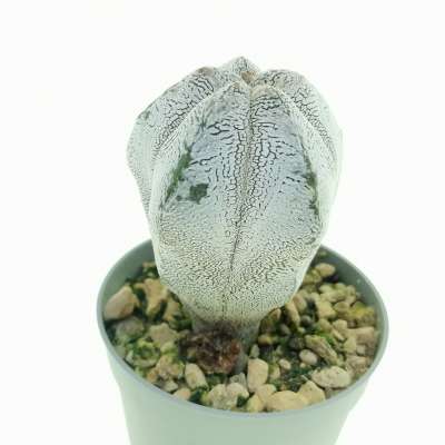 Astrophytum myriostigma cv. Onzuka columnare - Giromagi