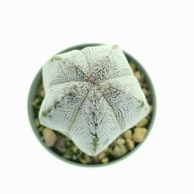 Astrophytum myriostigma cv. Onzuka columnare - Giromagi