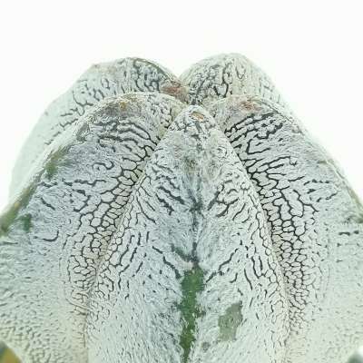 Astrophytum myriostigma cv. Onzuka columnare - Giromagi