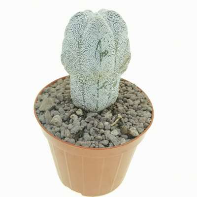 Astrophytum myriostigma cv. Onzuka columnare - Giromagi